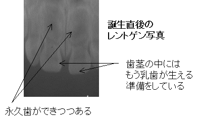 知っておきたい歯のこと口のこと Part2